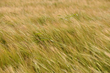 gras feld 