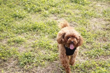 公園で遊ぶプードル