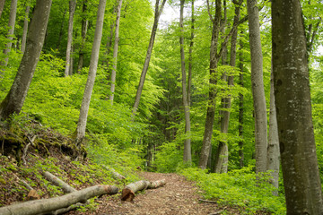 Frühling im Wald