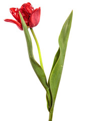 blooming red tulip on a white background