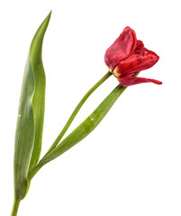blooming red tulip on a white background