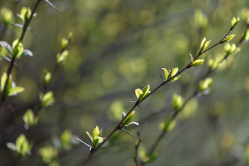 Branches of a shrub with sharp thorns and young green leaves in spring, close-up