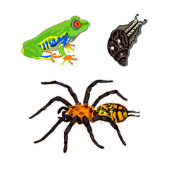 Set of exotic animals. A beautiful yellow spider, a bright green frog with orange eyes, a giant brown snail. A new generation of Pets. Achatina, common frog, yellow furry homemade spider. Isolated vec