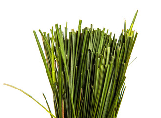bunch of green lawn grass on a white background