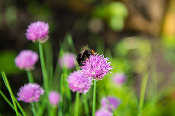 bee on a flower