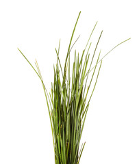 bunch of green lawn grass on a white background
