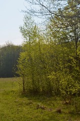 Fototapeta premium trees in the forest