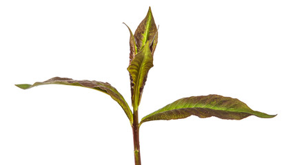 green sprouts of phlox flowers on a white background
