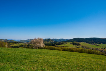 flowering cherry tree on a meadow in the mountains in spring on a sunny day