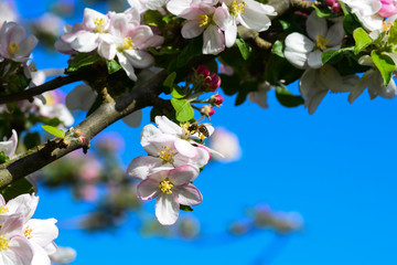 abeille autour du pommier