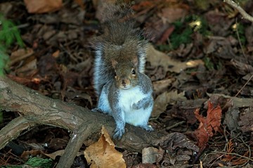 Curious Squirrel Looking into Camera