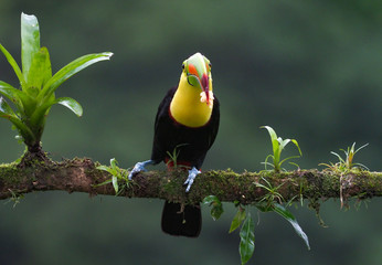 Fischertukan (Ramphastos sulfuratus) © Hawi
