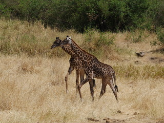 zwei Giraffen Jungtiere in der Savanne in Ostafrika
