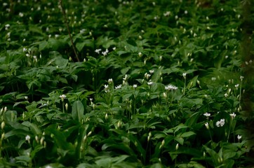 dew drops on green grass