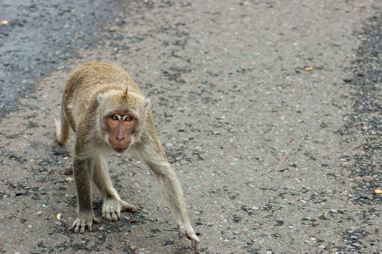 A moneky hopping off