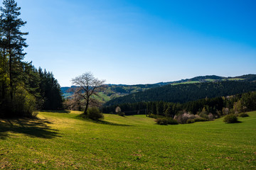 tree branches on a meadow in the mountains in spring on a sunny day