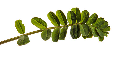 green leaves of a grassy plant on a white background