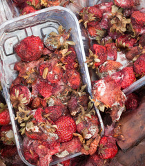Rotten strawberries on the landfill