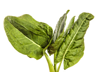green sorrel leaves on a white background
