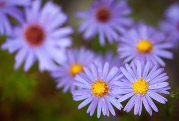 Obraz premium Blue aster flowers.