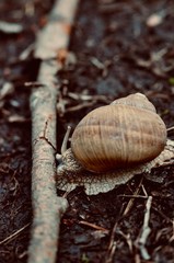 snail on a leaf