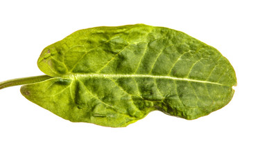 green sorrel leaves on a white background