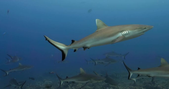 Sharks in the Pacific Ocean. Underwater life with grey sharks swimming near coral reef in the Sea. Diving in the clear water - 4K