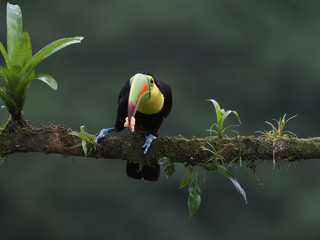 Fischertukan in Costa Rica