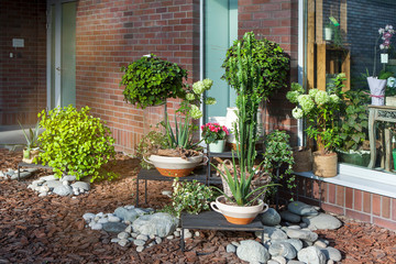 Indoor garden with flower pots among pebbles. Aloe, begonia, ivy, orchid, euphorbia