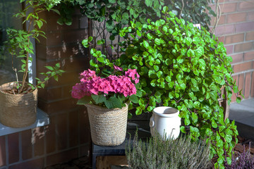 Fototapeta na wymiar Indoor garden with flower pots among pebbles. Aloe, begonia, ivy, orchid, euphorbia