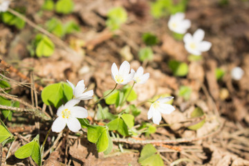 The first flowers bloomed in the forest