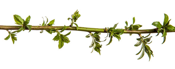 Obraz na płótnie Canvas tree branch with young green leaves on a white background