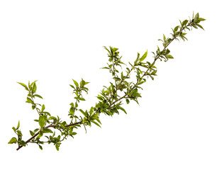 tree branch with young green leaves on a white background