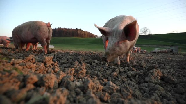 Free range domestic Pigs eating on a meadow in an organic meat farm