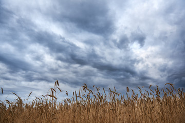 Deszczowe chmury i kłosy zbóż na ich tle
