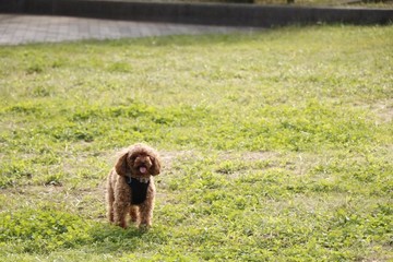 Fototapeta premium 公園で遊ぶプードル