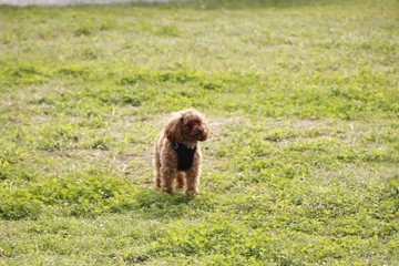 Fototapeta premium 公園で遊ぶプードル