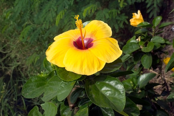 Hibiscus flowers in the garden.