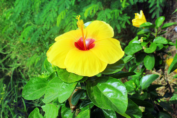 Hibiscus flowers in the garden.