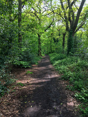 path through the forest