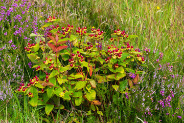 Blut Johanniskraut, Hypericum androsaemum, in den Hügeln der Isle of Skye