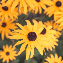 Rudbeckia flowers blooming in the garden closeup