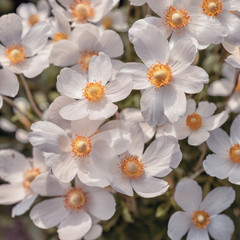 White anemone flowers close-up in the garden