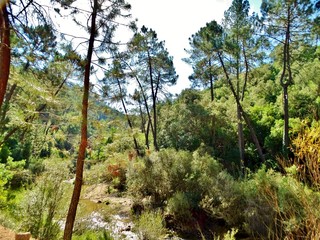 Impresionante paisaje de cascadas de agua y ríos que se abren paso entre el verde de la vegetación y el bosque en las montañas en el Parque Natural de la Sierra de Cazorla