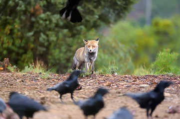 Hoy puede ser un gran día