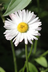 Fototapeta premium chamomile