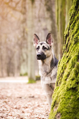 East europe shepherd posing outside. Happy dog in the park	