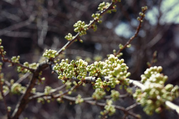 Blooming plum tree, blooming tree, flower buds on the tree, plum blossom, flowering branch
