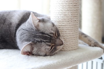 爪とぎを顎に当てて寝る猫アメリカンショートヘア