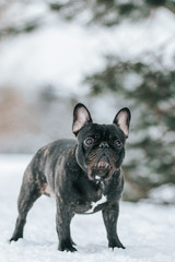 French bulldog posing in the winter park. Frenchie outside in the snow.	